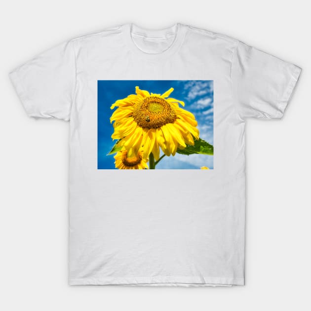 Sunflower With Bee 2 T-Shirt by Robert Alsop